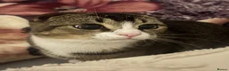 Scottish Fold cats for sale: Male Scottish fold  - Advert 2