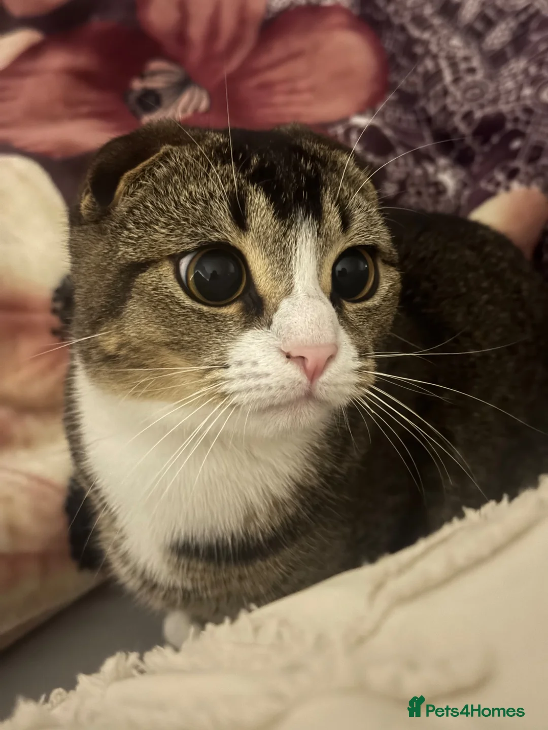 Scottish Fold cats for sale: Male Scottish fold  - Advert 2