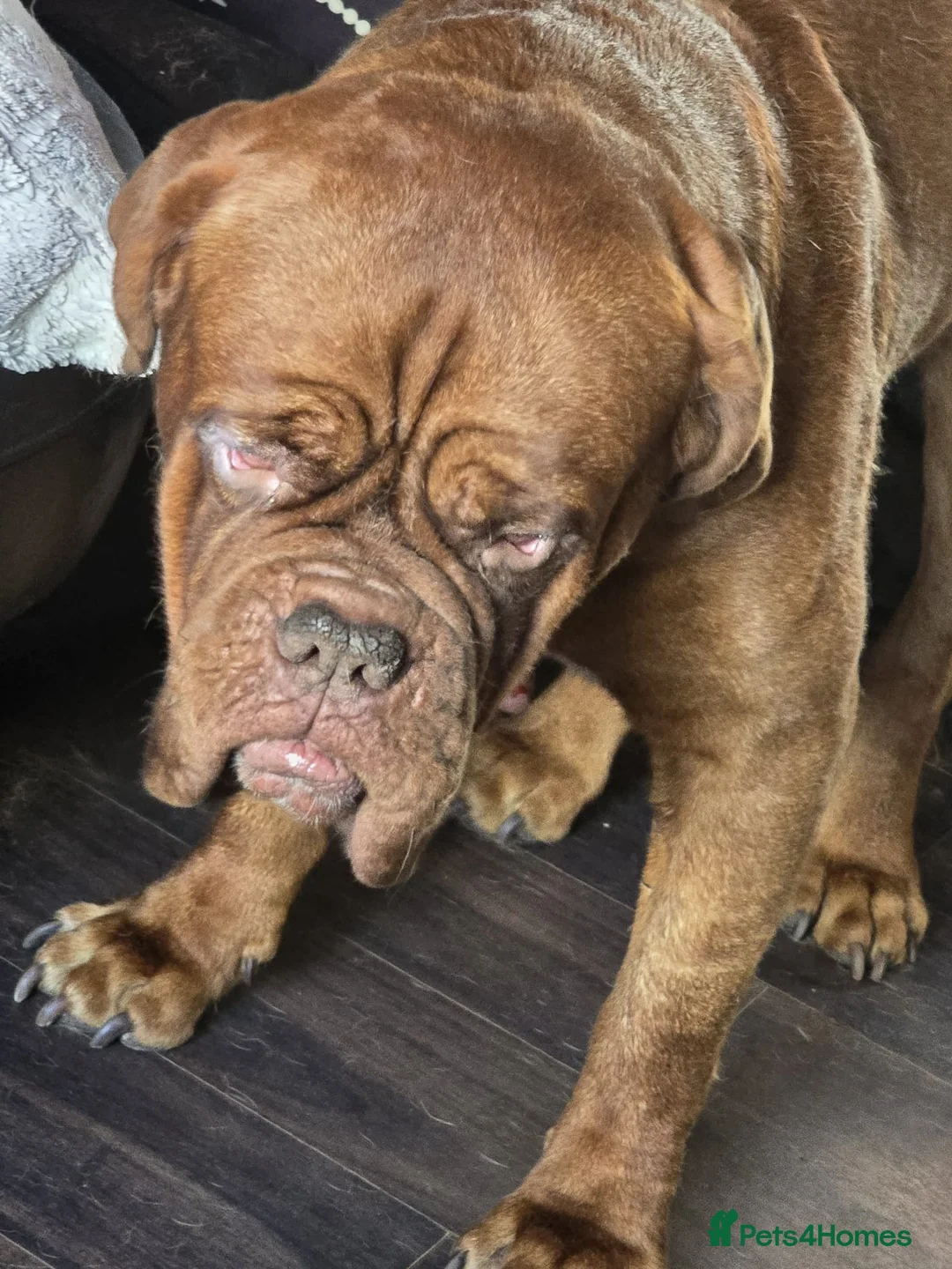 Dogue De Bordeaux dogs for sale: Hercules  - Advert 2
