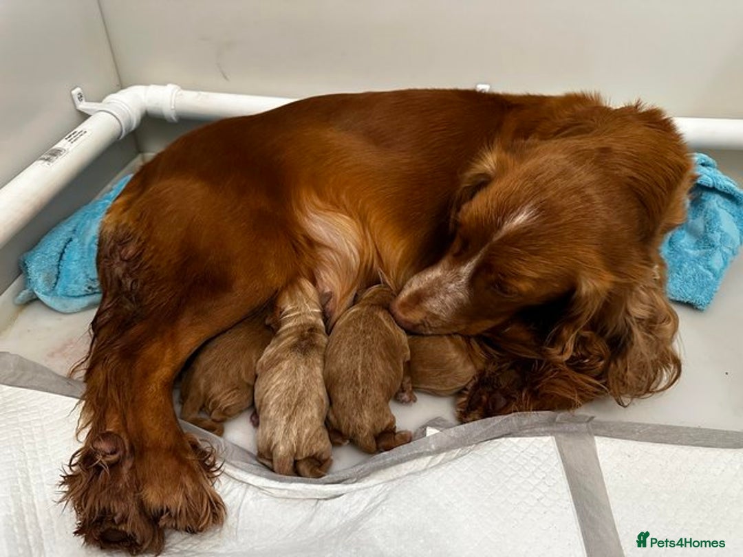 Cockapoo dogs for sale: Red Cockapoo Puppies - Image 6