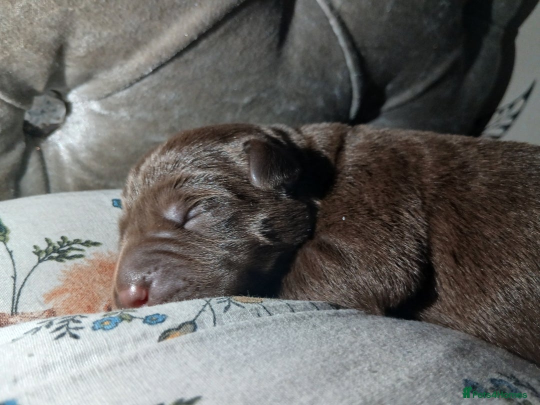 Labrador Retriever dogs for sale: 5 beautiful labrador puppies - Image 11