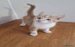 Mixed Breed cats for sale: Mixed Kitten  - Image 6