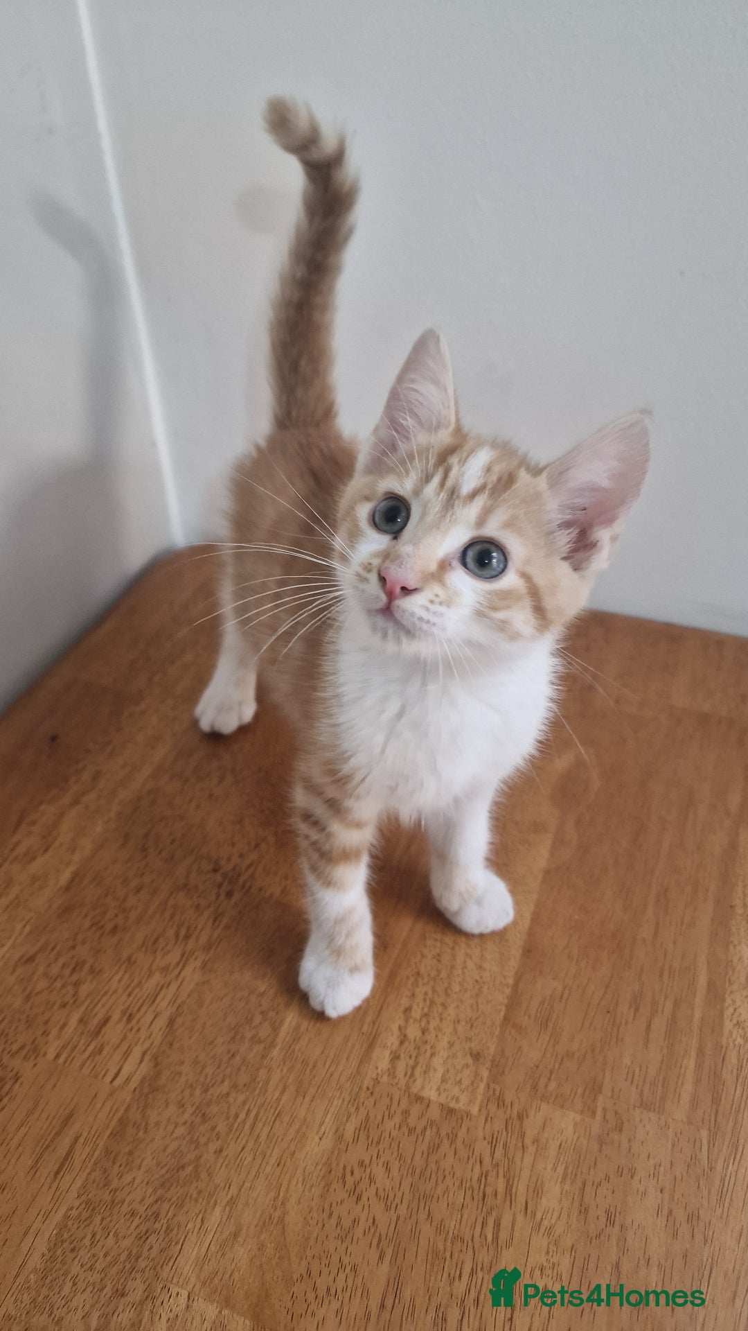 Mixed Breed cats for sale: Mixed Kitten  - Image 6