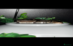 Python Snake reptiles for sale: Python snake - Image 1