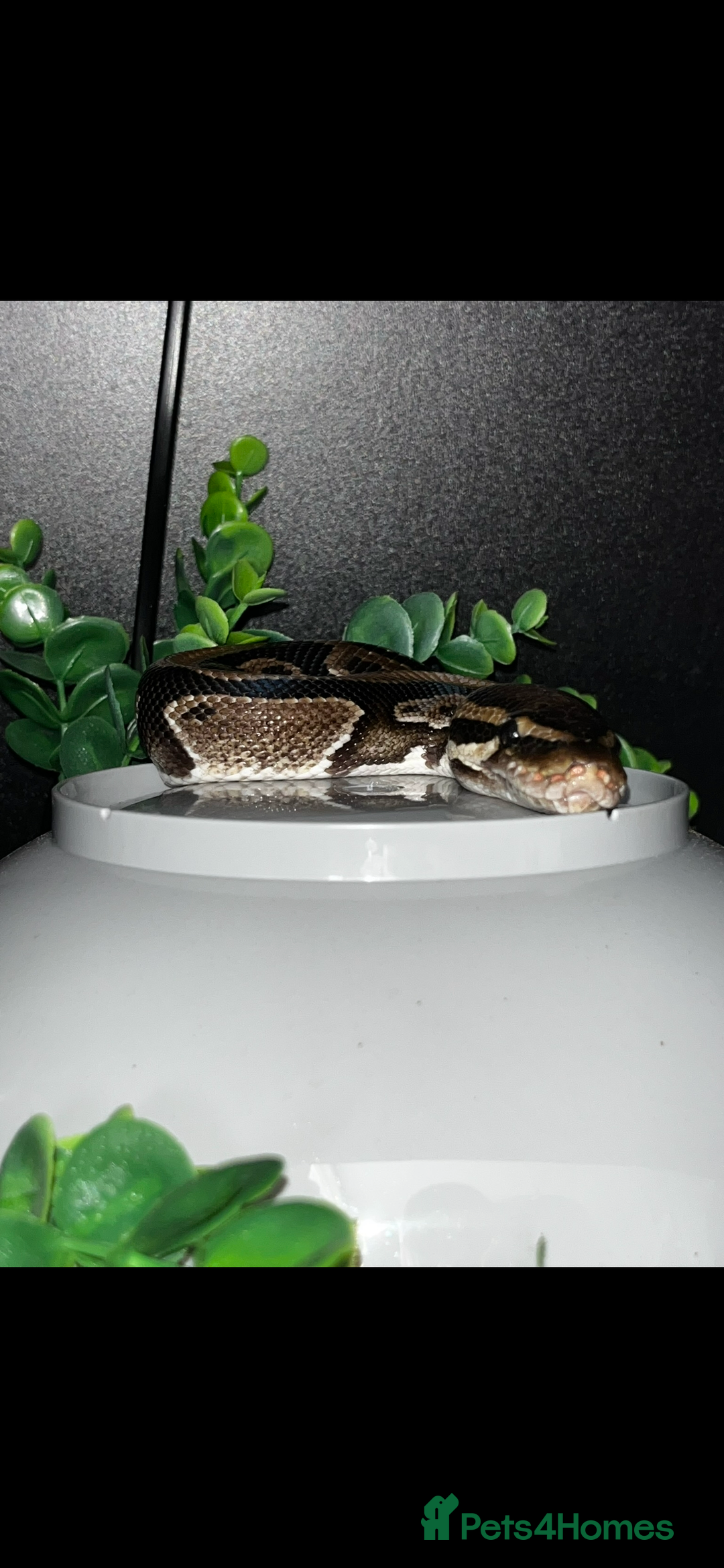 Python Snake reptiles for sale: Python snake - Image 1