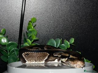 Python Snake reptiles - Advert 20