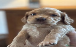 Cocker Spaniel dogs for sale: 5 beautiful working cocker spaniels 3 boys 2 girls - Image 10