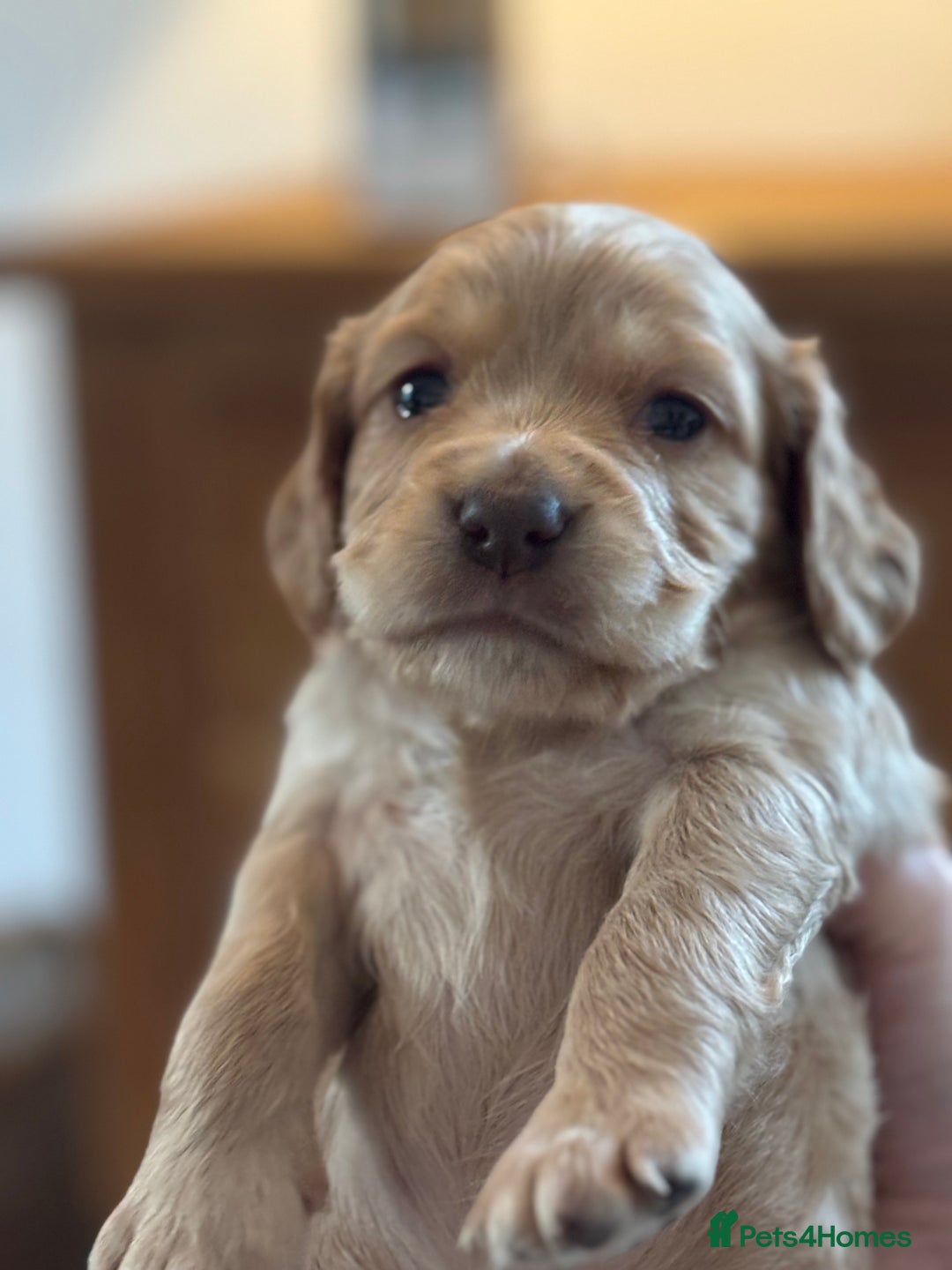Cocker Spaniel dogs for sale: 5 beautiful working cocker spaniels 3 boys 2 girls - Image 10