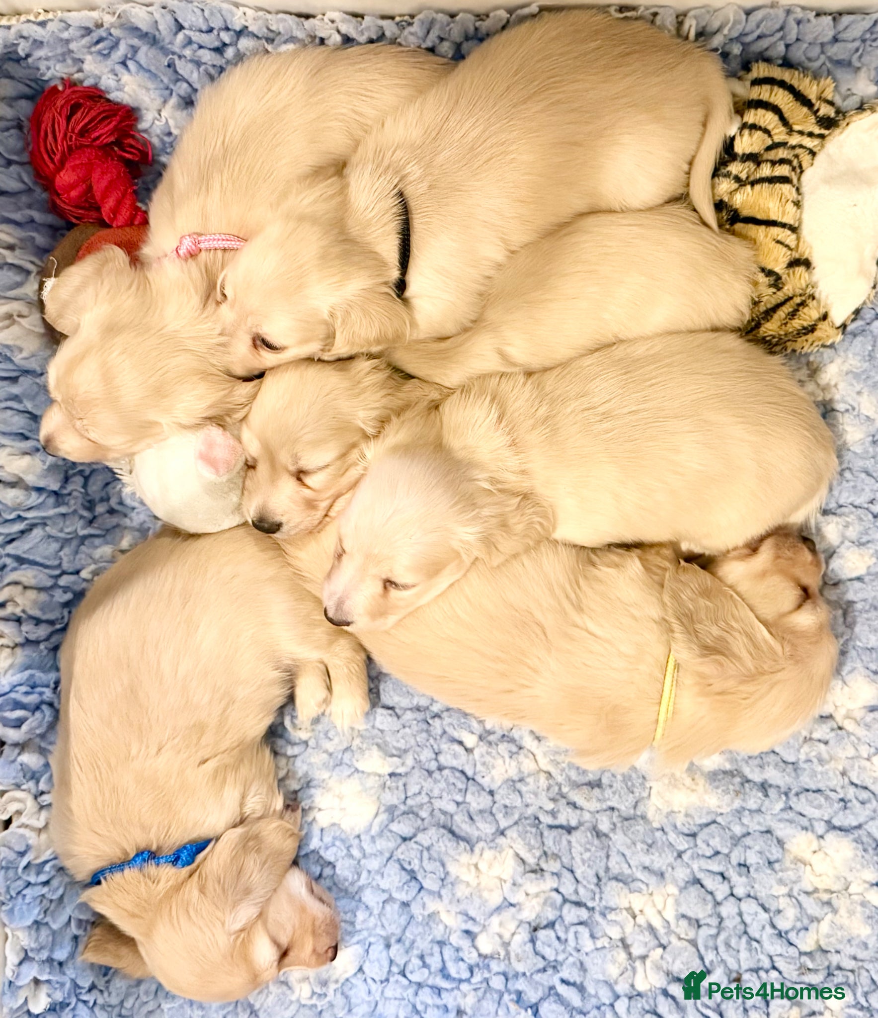 Miniature Dachshund dogs Cream long haired kc miniature dachshunds  - Advert 2