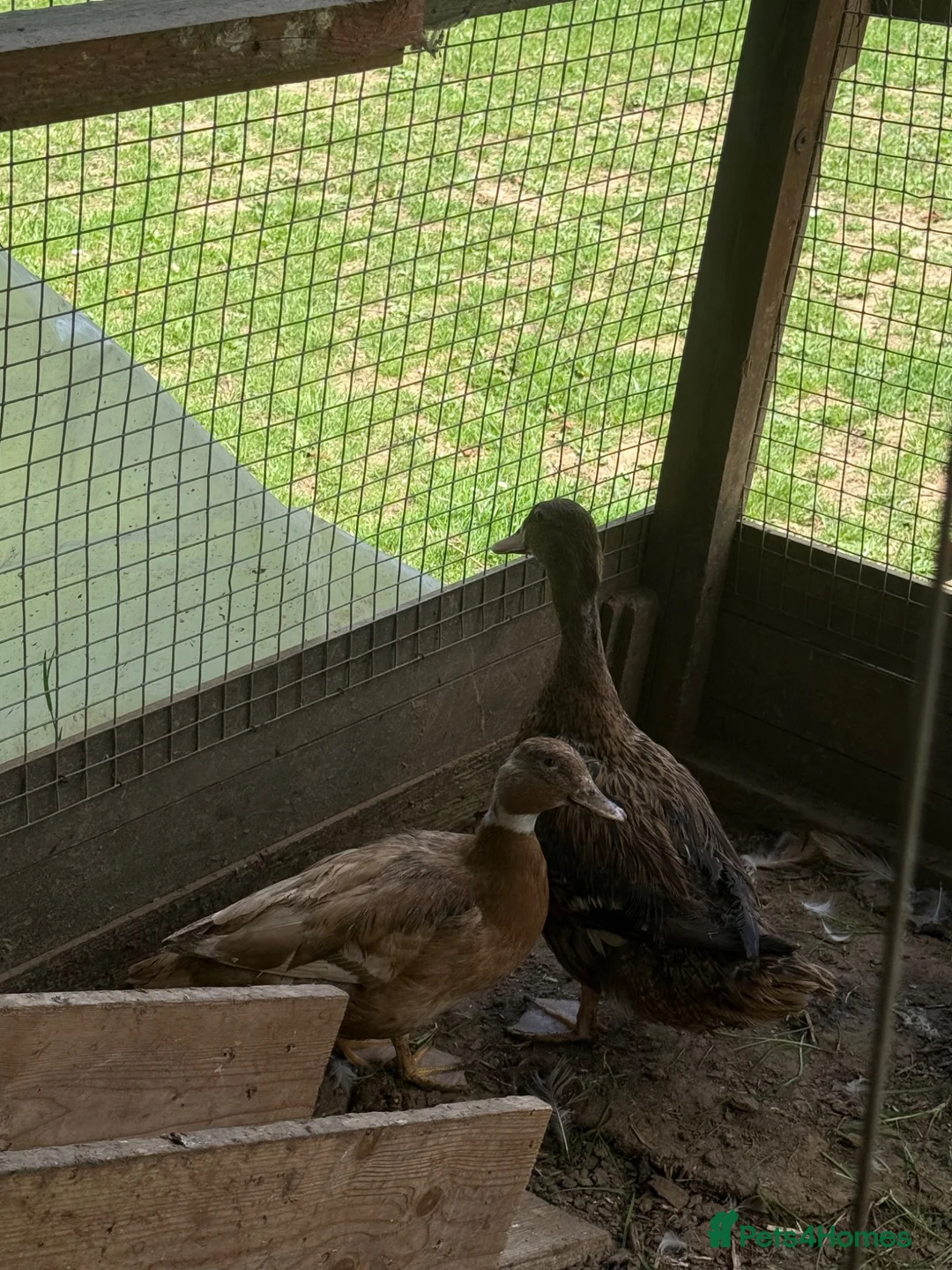 Ducks poultry for sale: 3 call ducks 1 call duck cross  - Advert 2