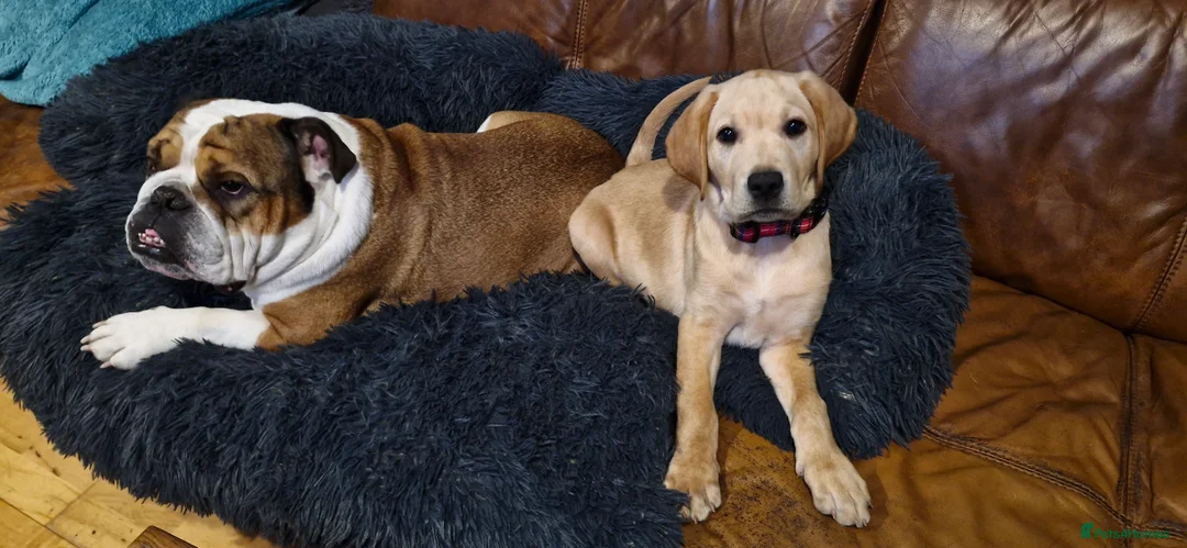 Labrador Retriever dogs for sale: Gorgeous 9 weeks old male Yellow labrador  - Advert 2
