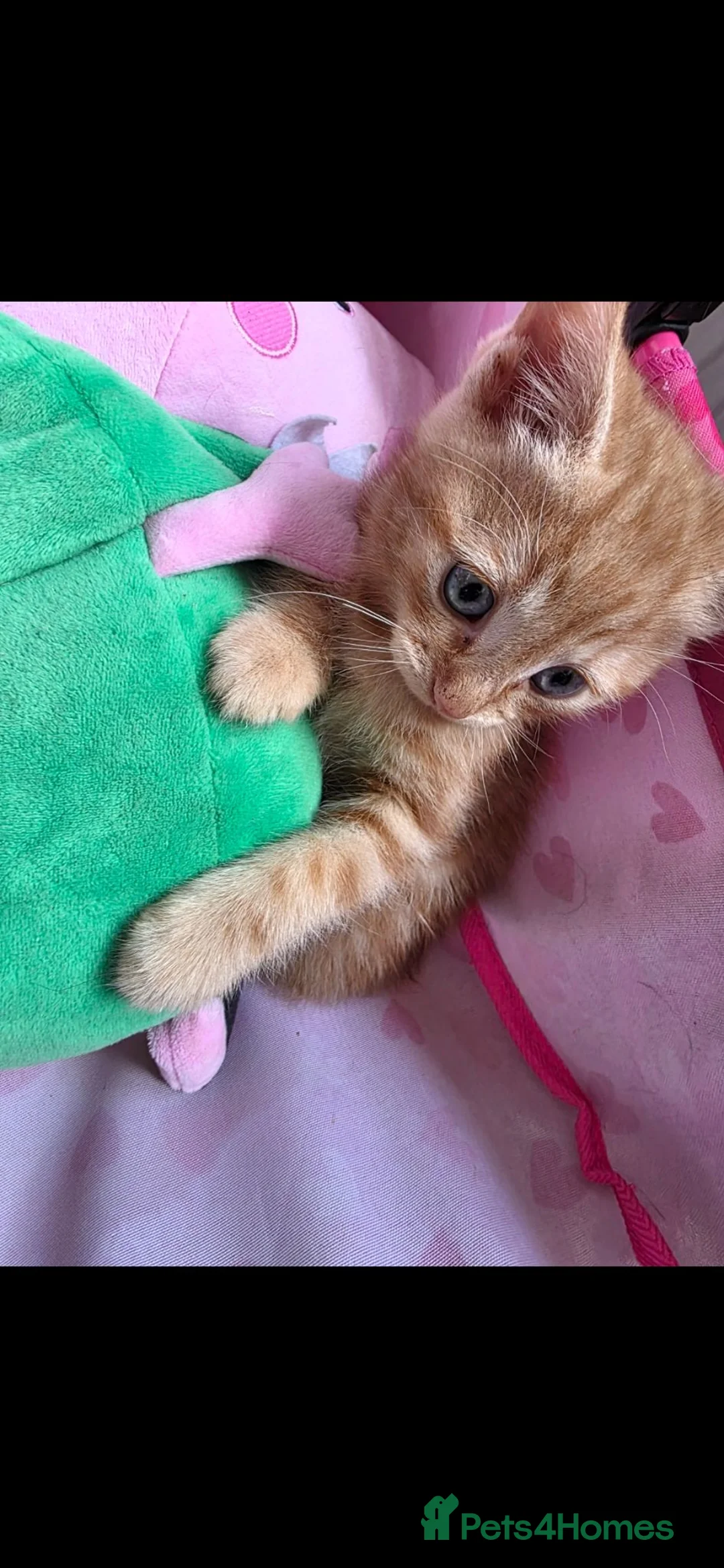 Mixed Breed cats for sale: 3 beautiful kittens looking for new 🛋 🤎 - Advert 10