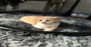 British Shorthair cats - Advert 4