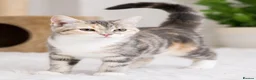 British Shorthair cats for sale: Stunning half Main Coon kitten ready for new home - Advert 21