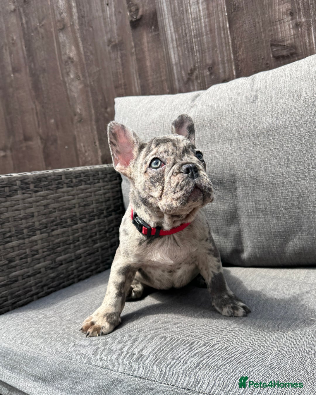 French Bulldog dogs for sale: French Bulldog Puppies–4 Girls & 2 Boys READY NOW  in Walton-on-Thames - Image 17