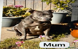 Staffordshire Bull Terrier dogs for sale: 💙 Beautiful Blue Staffy Bull Terrier Puppy💙 - Image 2