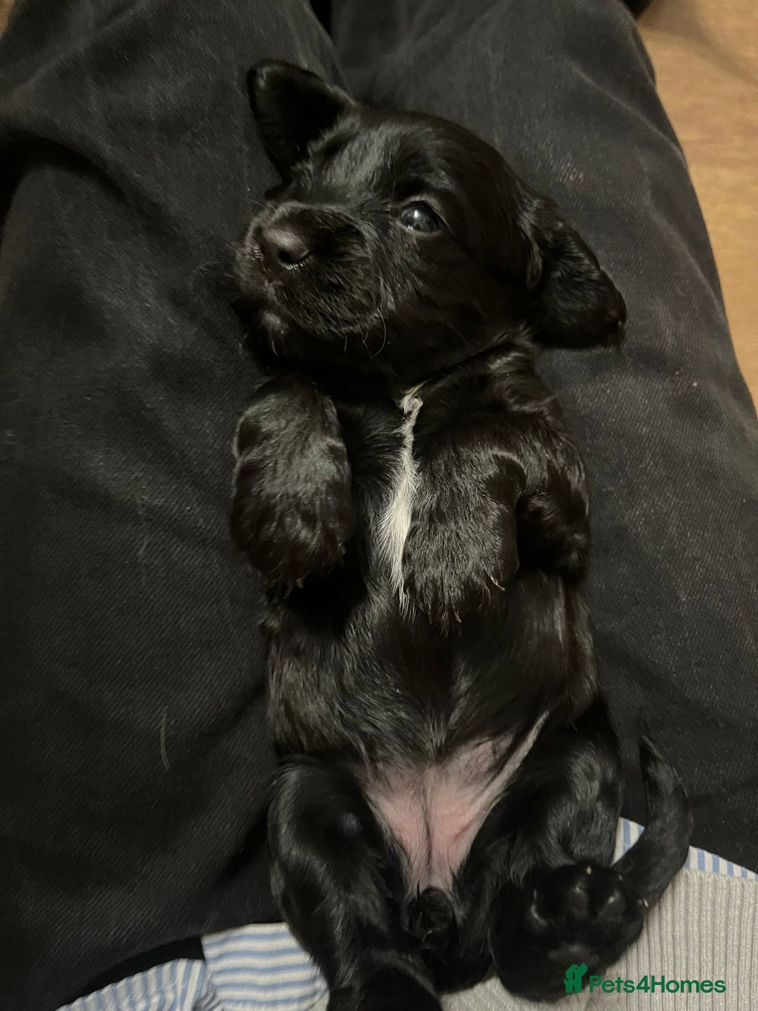 Sprocker dogs for sale: The Best of Both Worlds: Laid-Back & Brainy  - Advert 12