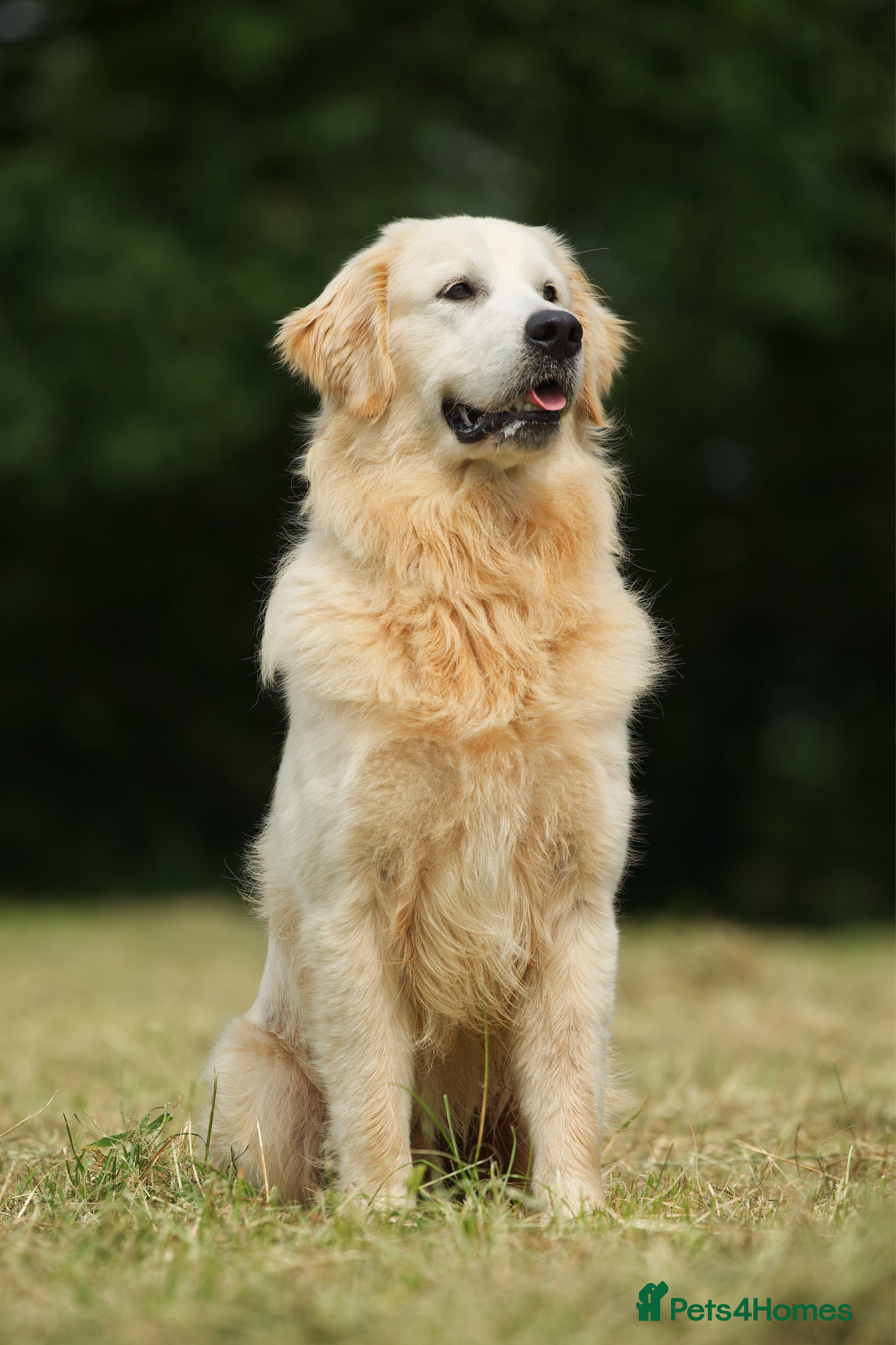 Golden Retriever dogs Beautiful proven golden retriever for stud in Leyland - Advert 1