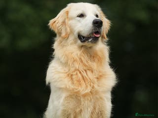 Golden Retriever dogs Beautiful proven golden retriever for stud in Leyland - Advert 1