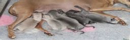 Italian Greyhound dogs for sale: Only one left. KC registered Italian Greyhounds - Advert 8
