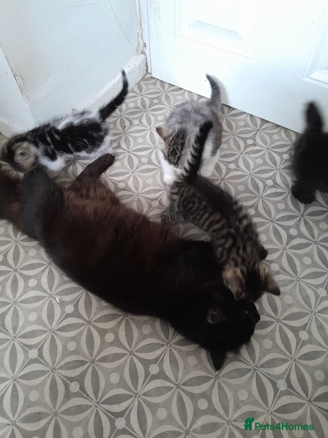 Mixed Breed cats for sale: Beautiful kittens for sale in Cramlington - Advert 5