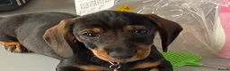 Dachshund dogs for sale: Standard Wire Haired Dachshunds  - Advert 9