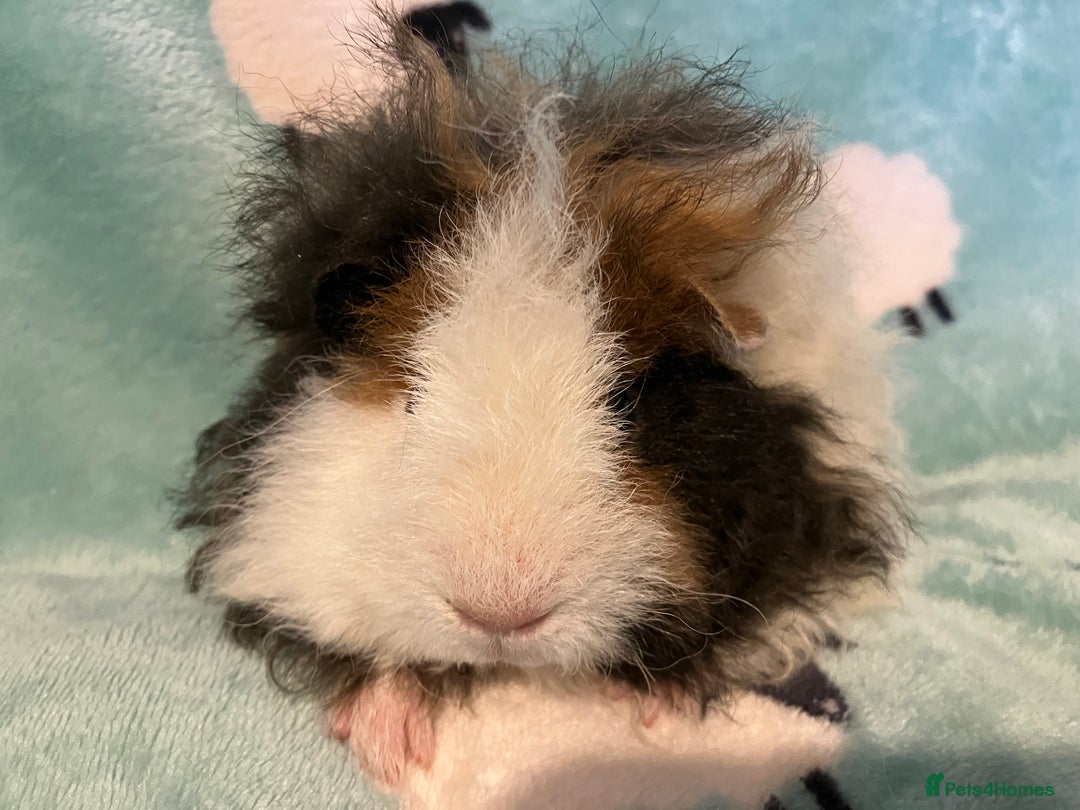 Guinea Pig rodents for sale: Pure Bred Texel Boar - Image 5