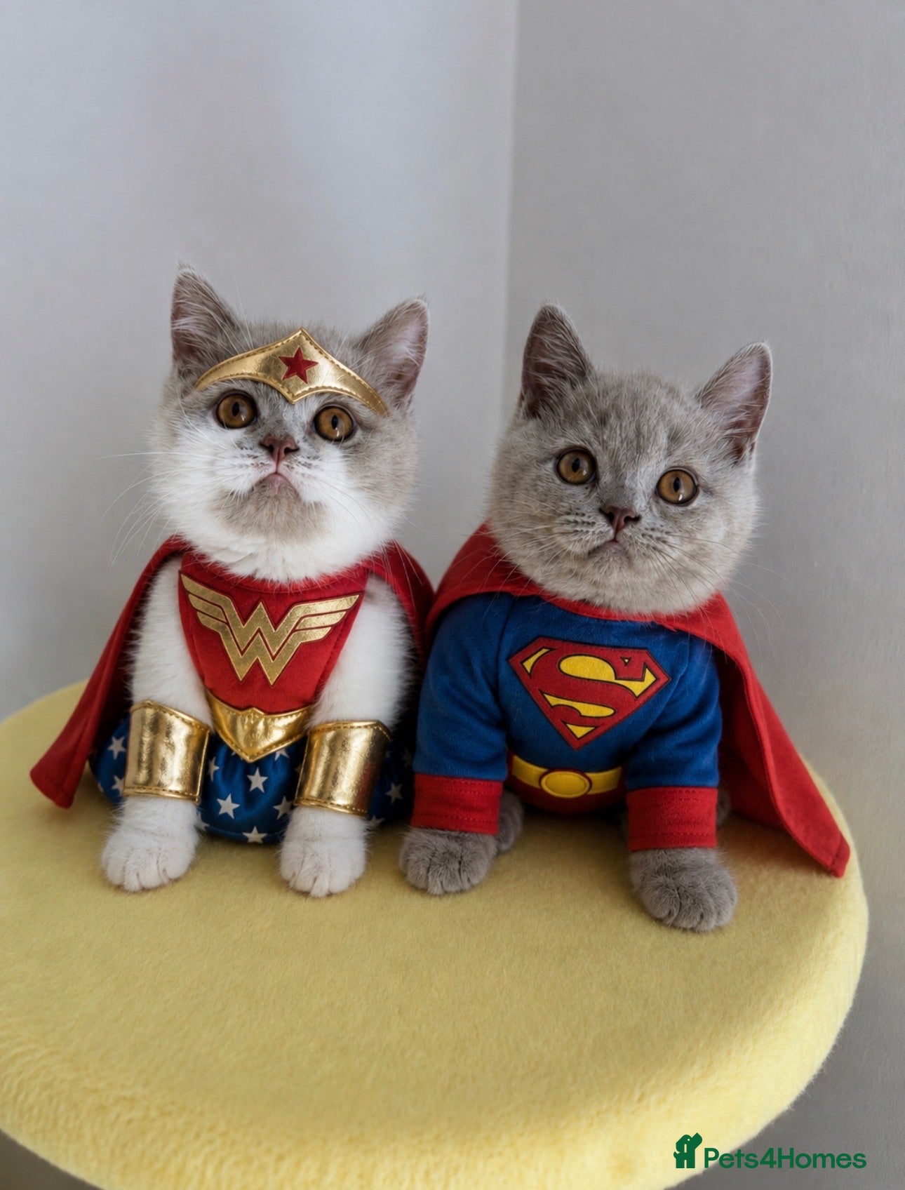 British Shorthair cats 🧸 British Short hair TICA REG Last 2 REDUCED 🧸 - Advert 1
