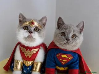 British Shorthair cats 🧸 British Short hair TICA REG Last 2 REDUCED 🧸 - Advert 1