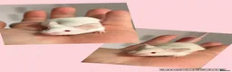Mouse rodents for sale: Ethical Home Mousery Waiting List  - Advert 13
