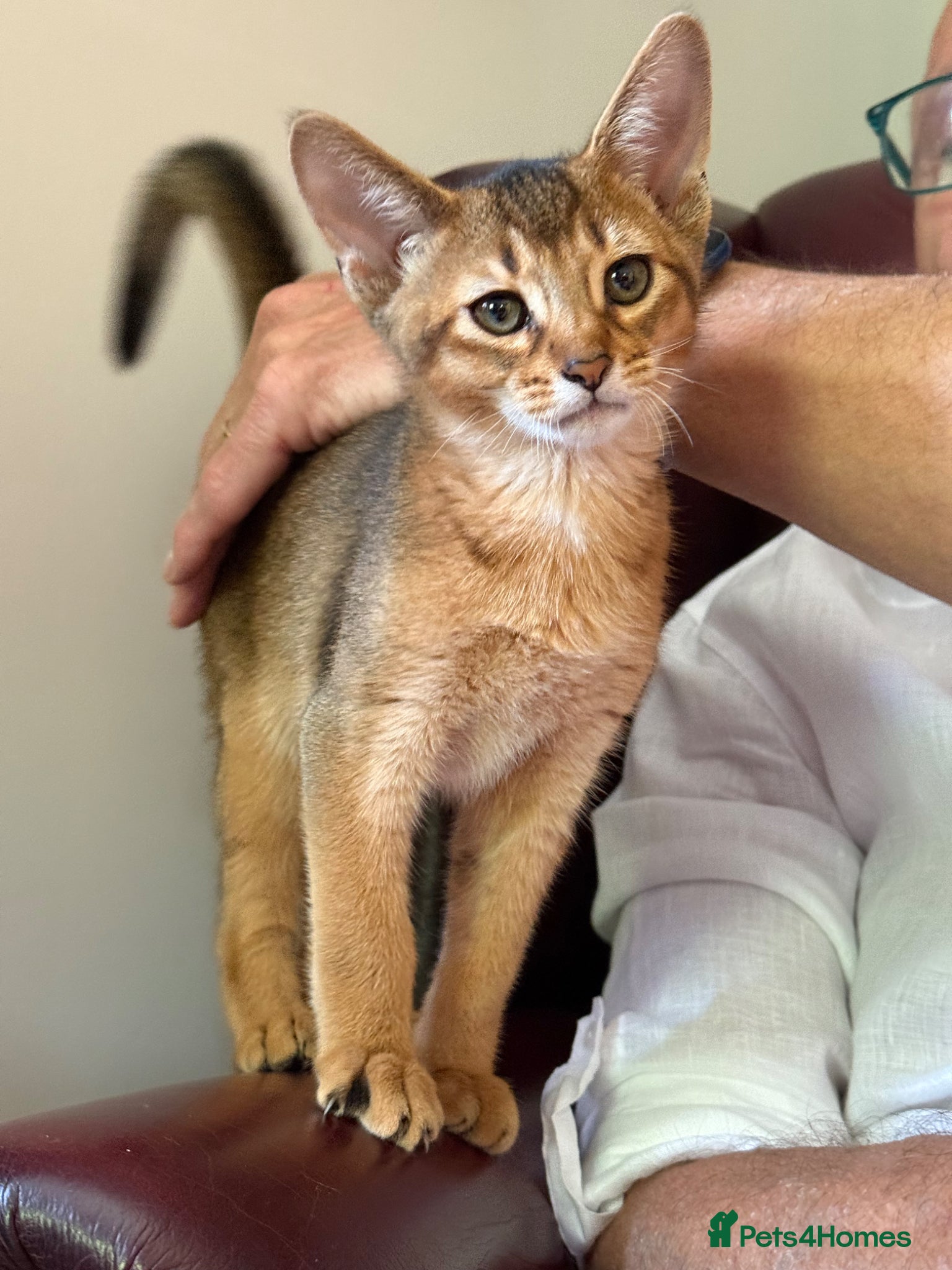 Abyssinian cats TICA reg one gorgeous Ruddy Aby boy left! - Advert 2