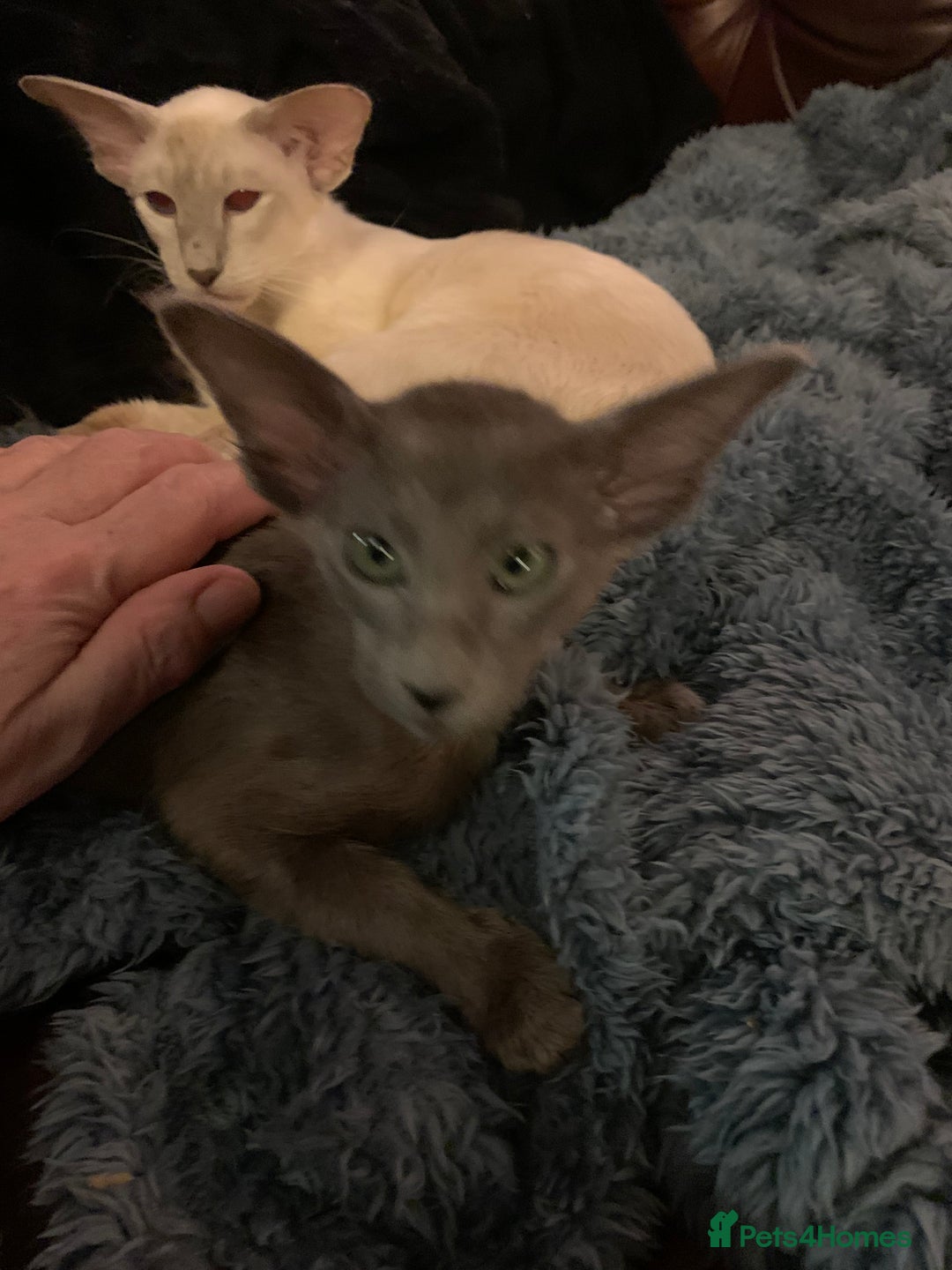 Oriental cats for sale: Oriental Longhair kittens - Advert 3