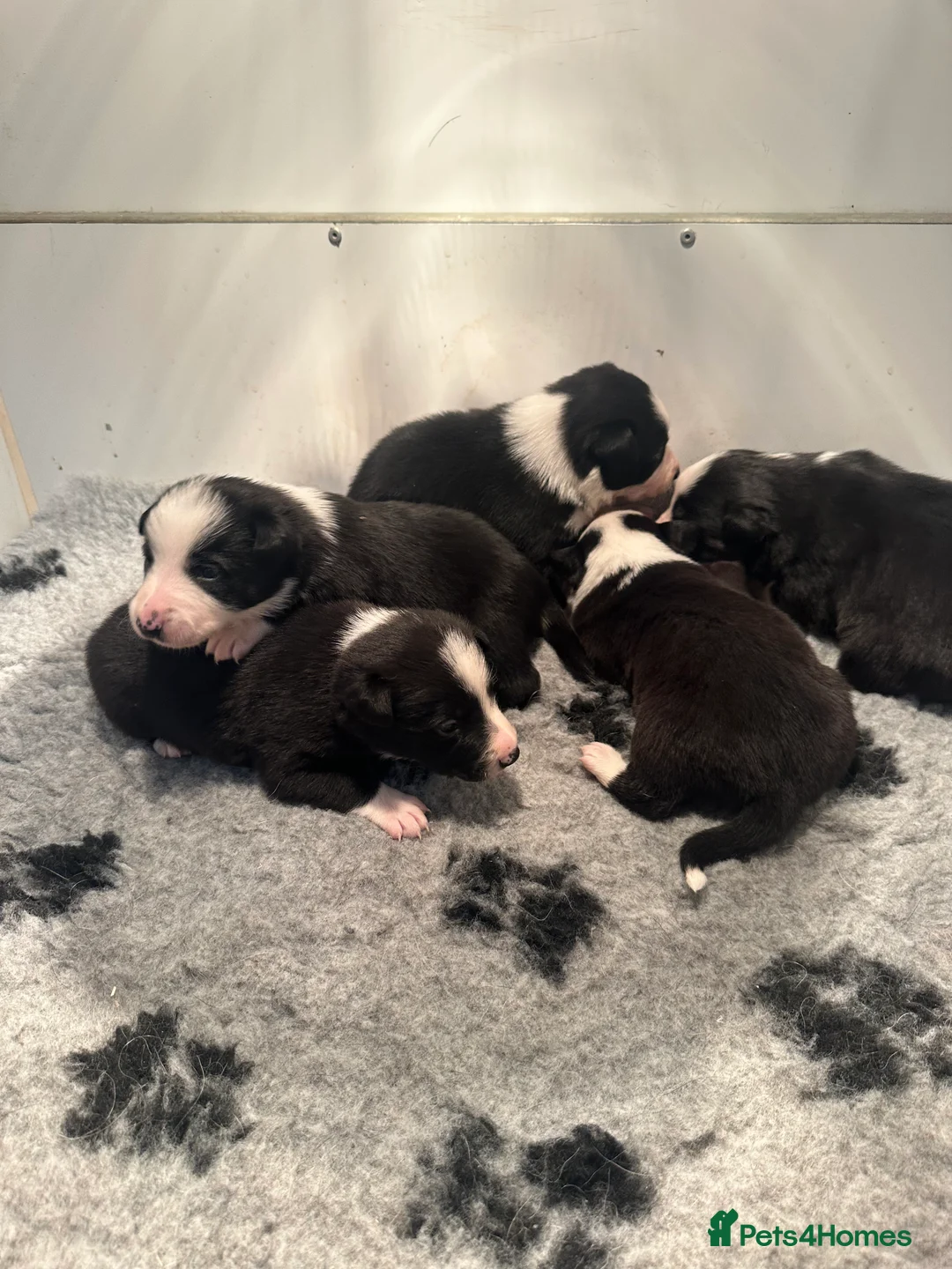Mixed Breed dogs for sale: Kelpie x collies  in York - Advert 2
