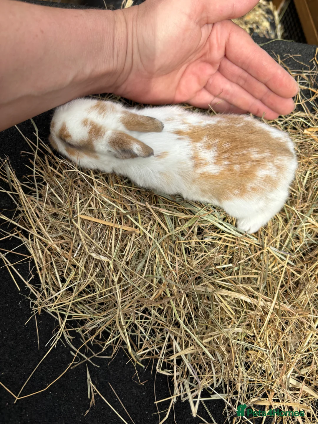 Lionhead rabbits for sale: Lion heads  - Advert 2