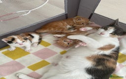 Mixed Breed cats for sale: Ginger boy - Image 5