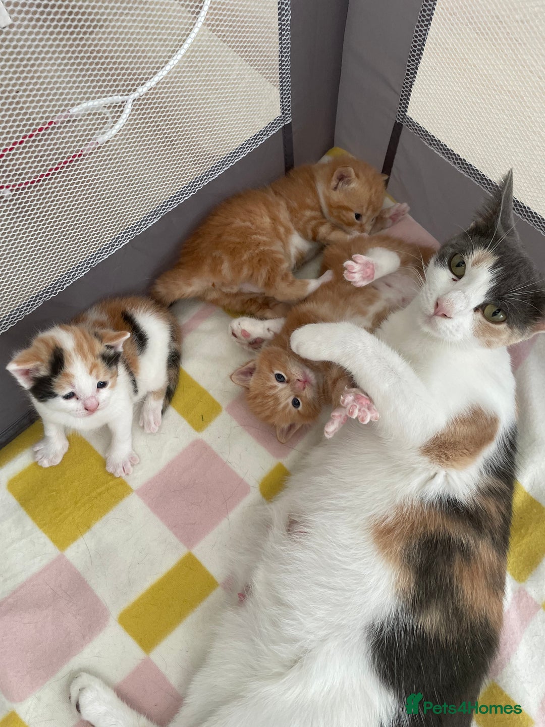 Mixed Breed cats for sale: Ginger boy - Image 5