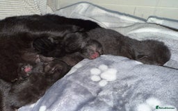 Bombay cats for sale: 5 freshly baked kittens! - Image 6