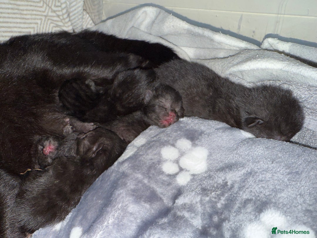 Bombay cats for sale: 5 freshly baked kittens! - Image 6