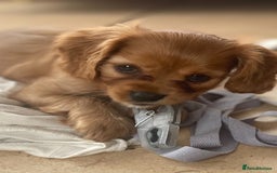 Cavapoo dogs for sale: Cavapoo puppies - Advert 4