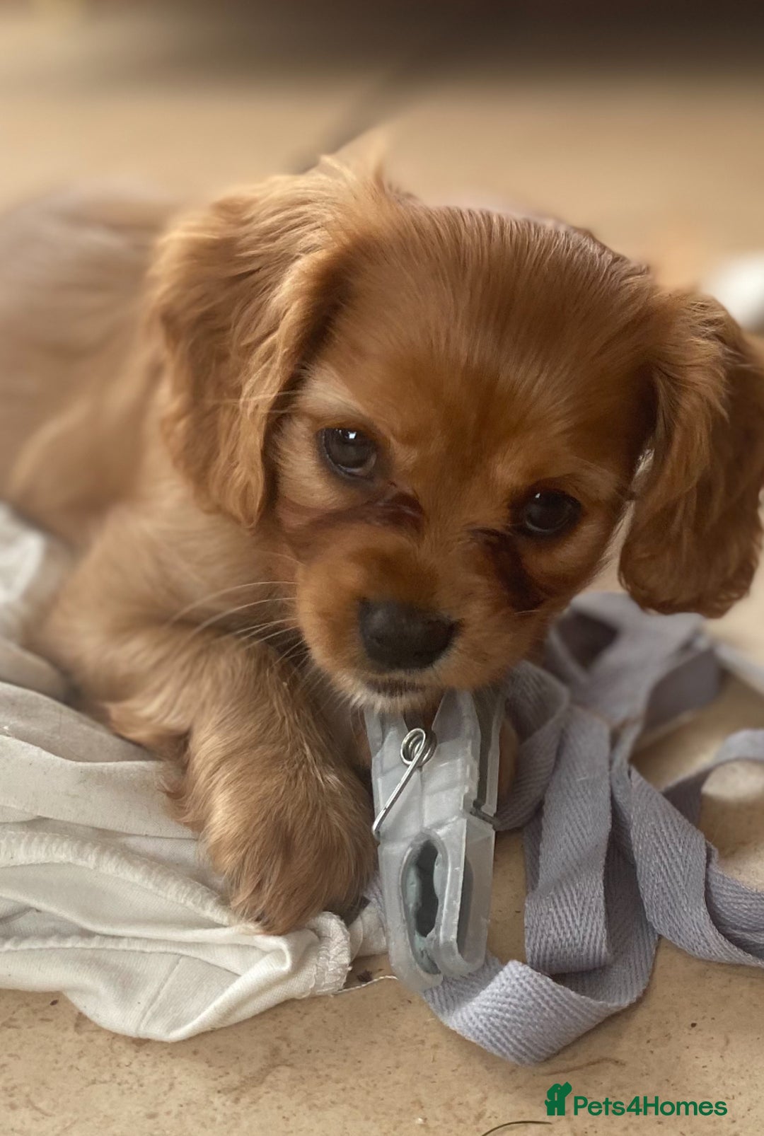 Cavapoo dogs for sale: Cavapoo puppies - Advert 4