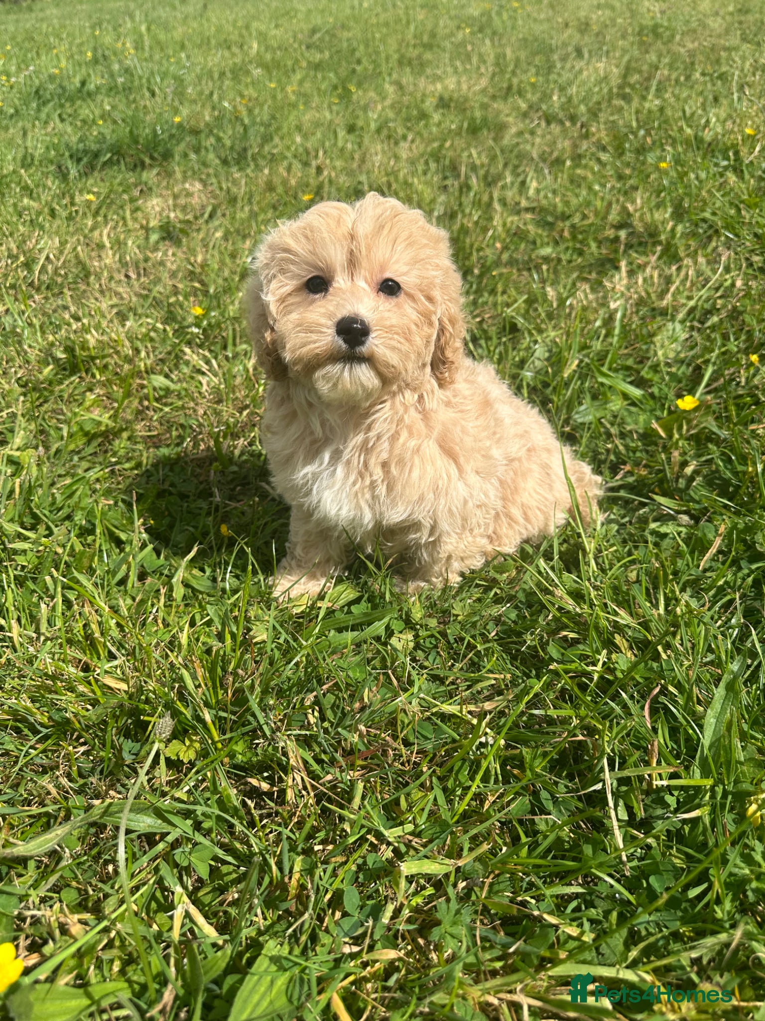 Maltipoo dogs Exceptional Maltipoos  - Advert 1