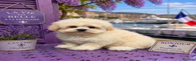 Maltipoo purple girl maidmoiselle 