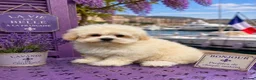 Maltipoo dogs for sale: Maltipoo puppies exceptional quality  - Advert 15