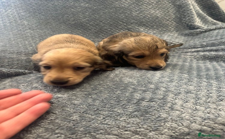 Miniature Dachshund dogs - Advert 3