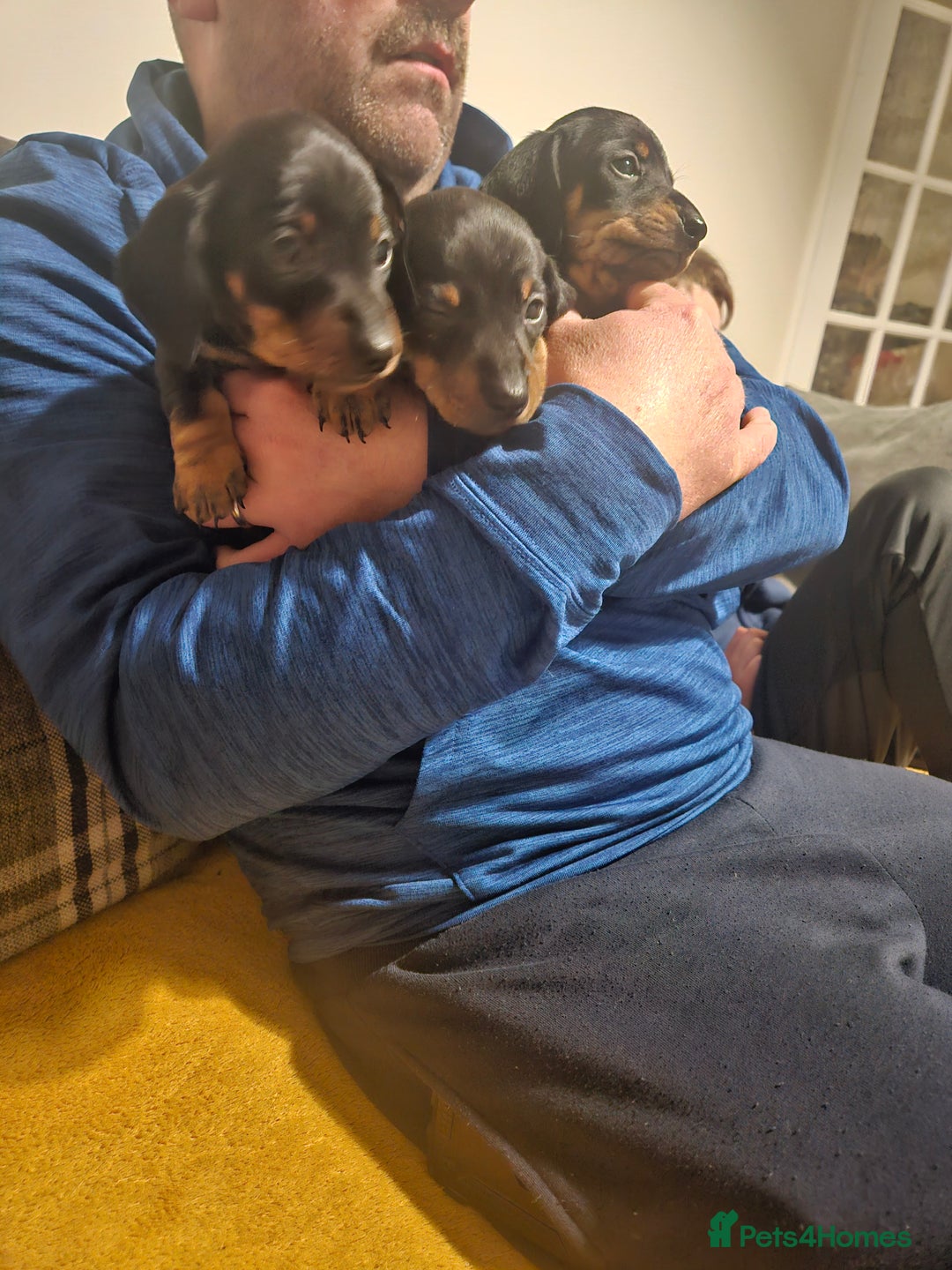 Miniature Dachshund dogs for sale: Miniature dachshund male puppies - Advert 29