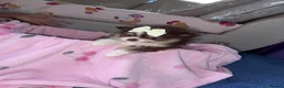 Pomeranian dogs for sale: 2 girl Pomeranians  in Wickford - Advert 2