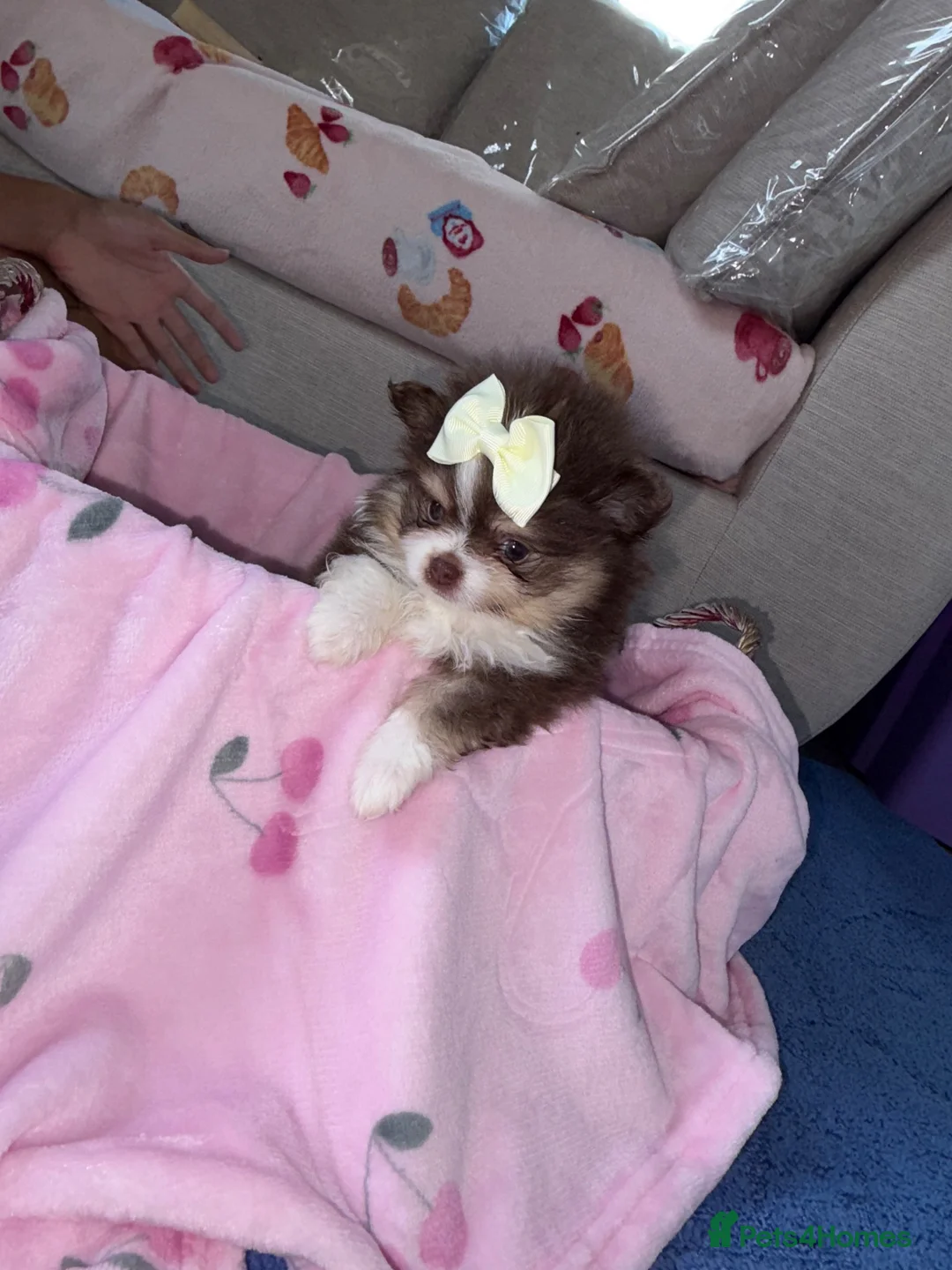 Pomeranian dogs for sale: 2 girl Pomeranians  in Wickford - Advert 2
