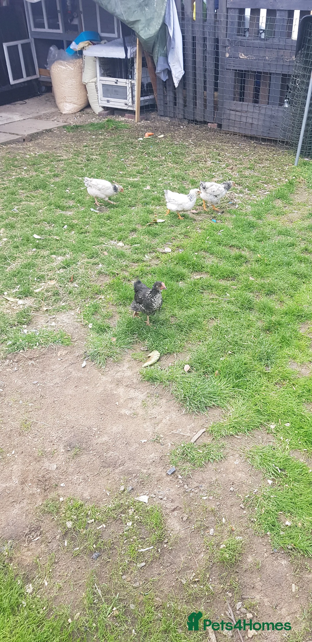 Chickens poultry for sale: Chickens in Doncaster - Advert 1