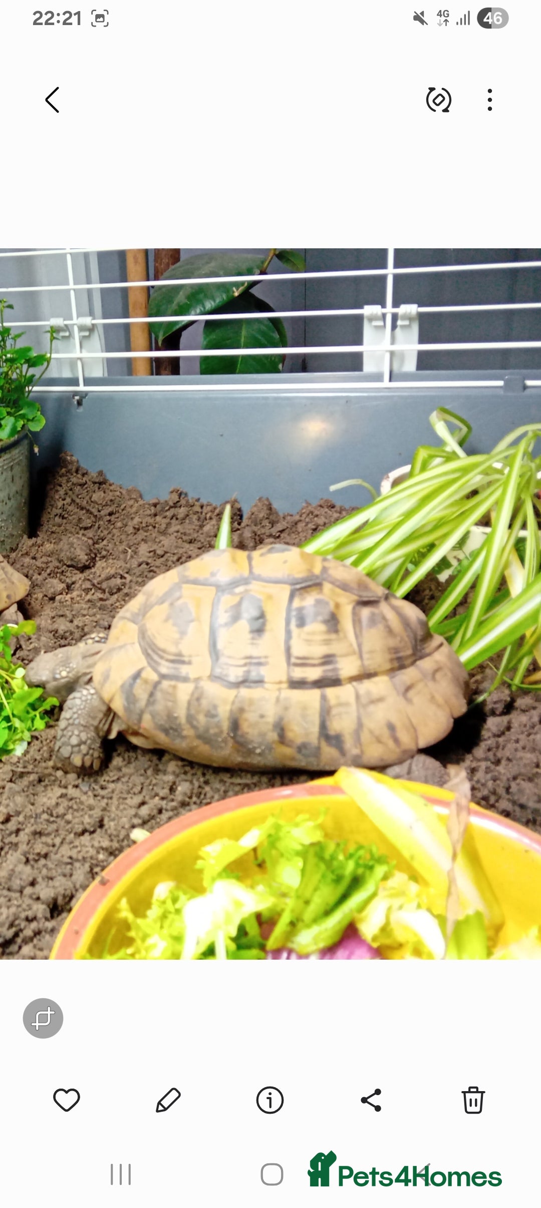 Hermann Tortoise reptiles Herman tortoise and set up - Advert 12