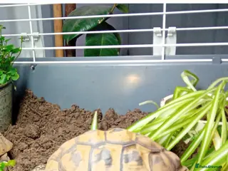 Hermann Tortoise reptiles Herman tortoise and set up - Advert 12
